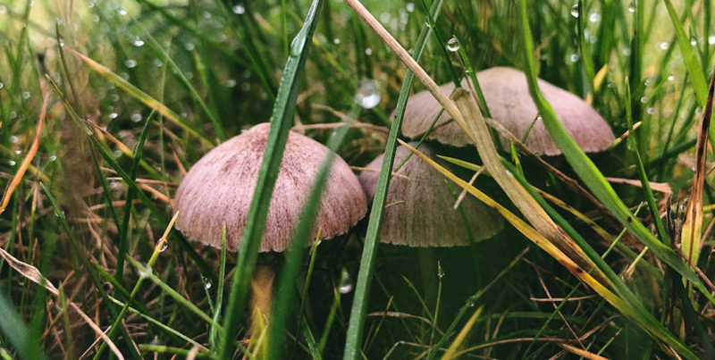 how-to-get-rid-of-mushrooms-in-lawn-dealing-mushrooms-toadstools